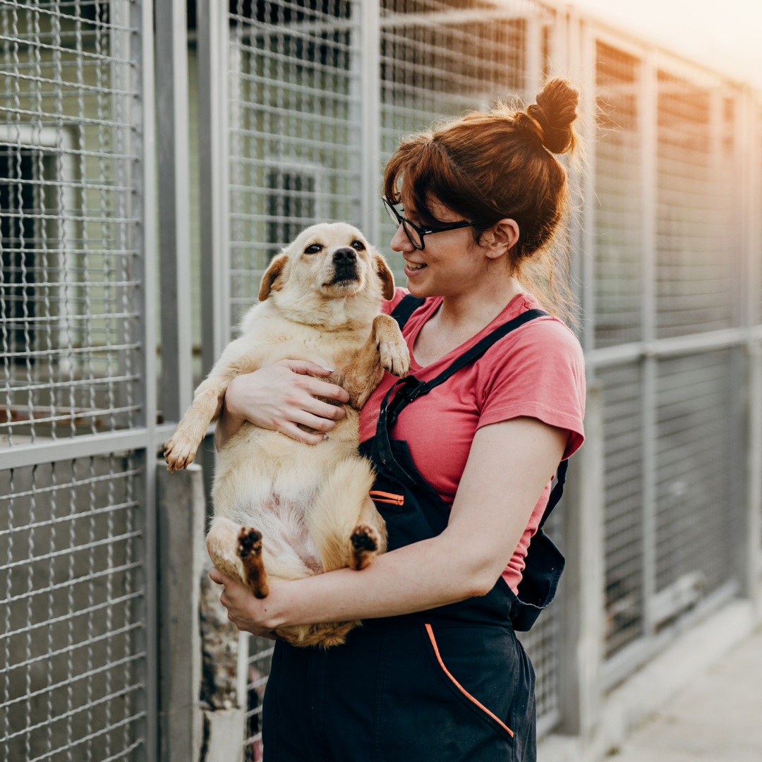 Volunteer at Animal Shelter